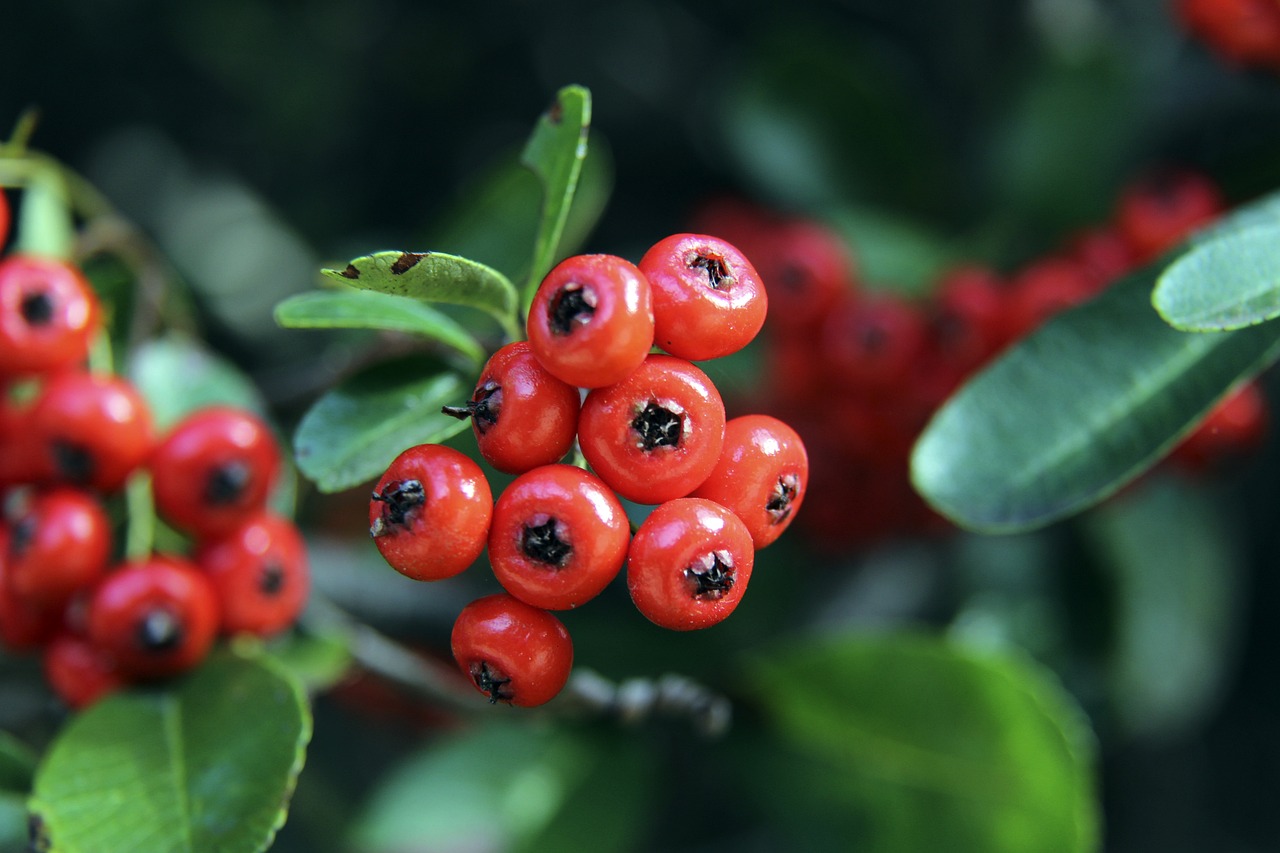 卜拉欣是一 卜拉欣是一